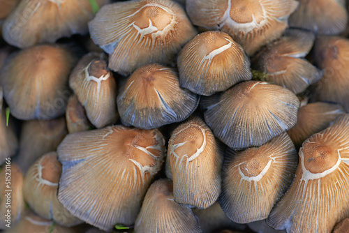 A closeup of many common inkcap mushrooms growing in the wild with details of the brown textures and patterns. Raw and fresh edible fungi with inky caps in abundance grown outside in a garden or farm