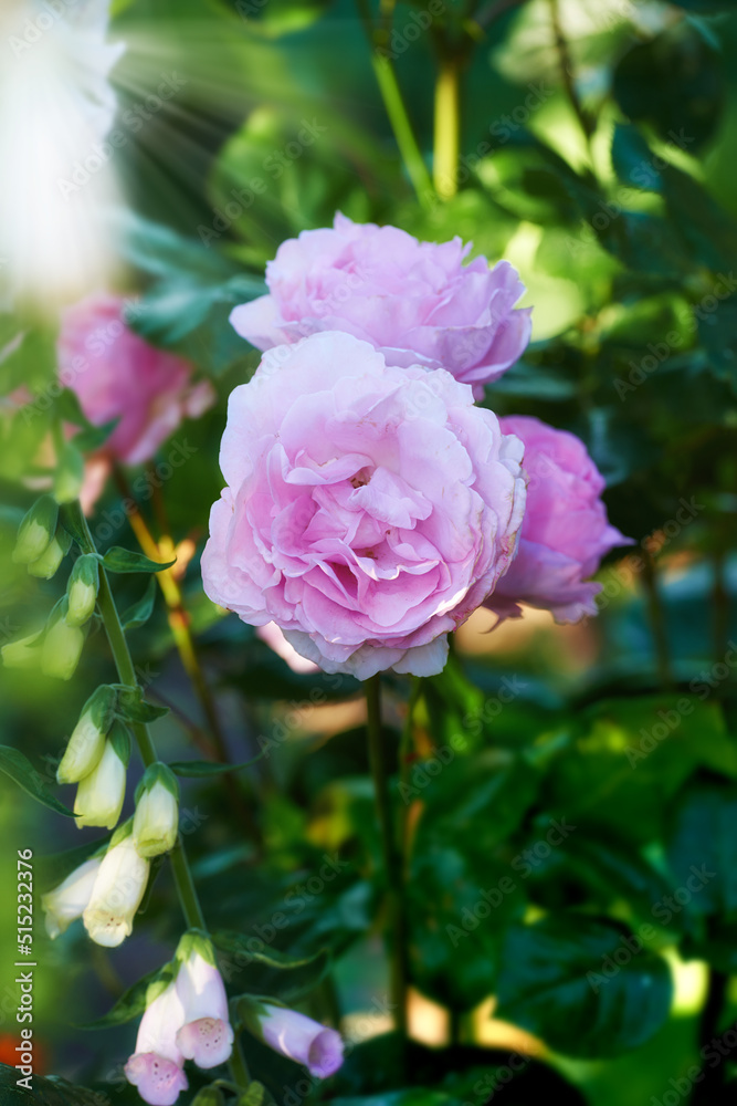 Beautiful pink rose budding on a tree in a garden. Closeup of a pretty summer flower growing in nature. Petals blossoming on a floral plant. Flowerhead blossoming in a park in spring Beautiful pink rose budding on a tree in a garden. Closeup of a pretty summer flower growing in nature. Petals blossoming on a floral plant. Flowerhead blossoming in a park in spring