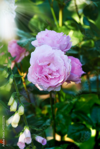 Beautiful pink rose budding on a tree in a garden. Closeup of a pretty summer flower growing in nature. Petals blossoming on a floral plant. Flowerhead blossoming in a park in spring