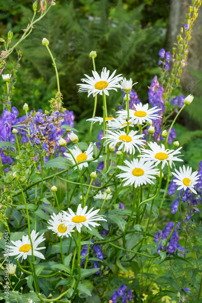 Daisy flowers growing in a green botanical garden. Marguerite flowering plants blossoming on a green grassy field in spring from above. Top view of white flowers blooming in a garden in summer