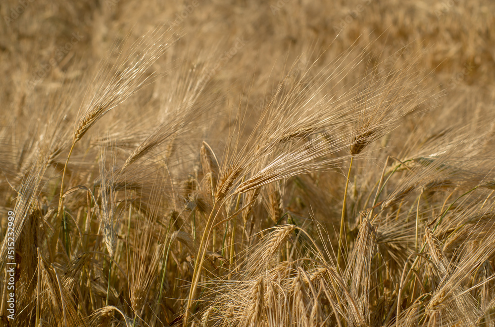 Ears of rye on the field summer sun Ears of rye on the field summer sun