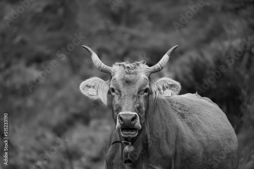 Cow in the foreground. Cow with horns. Photograph of cow in black and white.