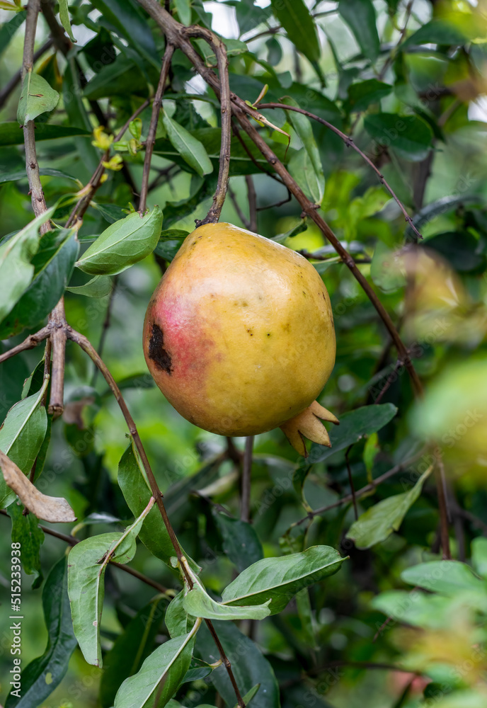Ripe pomegranate fruit hanging on the tree close up Ripe pomegranate fruit hanging on the tree close up