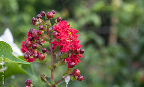 Red viburnum tinus flower close up in the garden with copy space