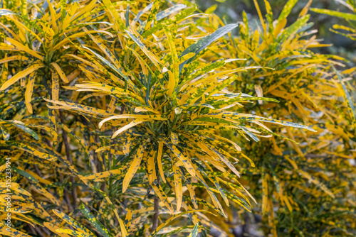 Yellow and green spotted decorative plant with branches close up in the garden
