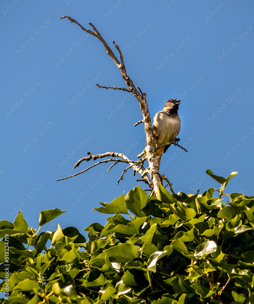Obraz premium bird on a branch