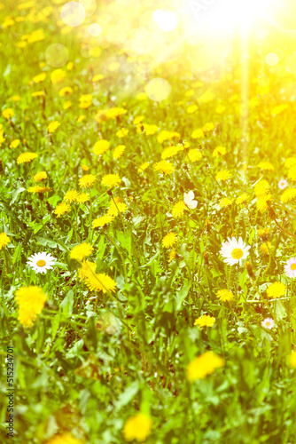 Fototapeta Naklejka Na Ścianę i Meble -  Bright yellow dandelions in the rays of sunlight