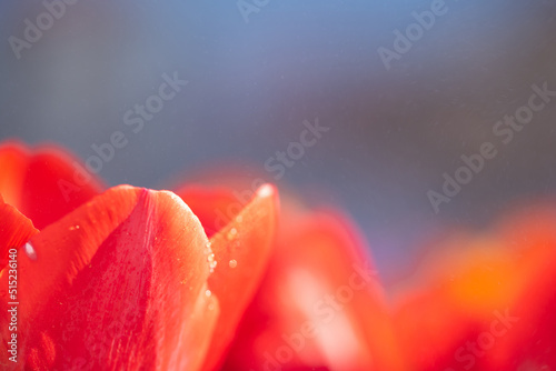 Red Tulip flower in close up with raindrop