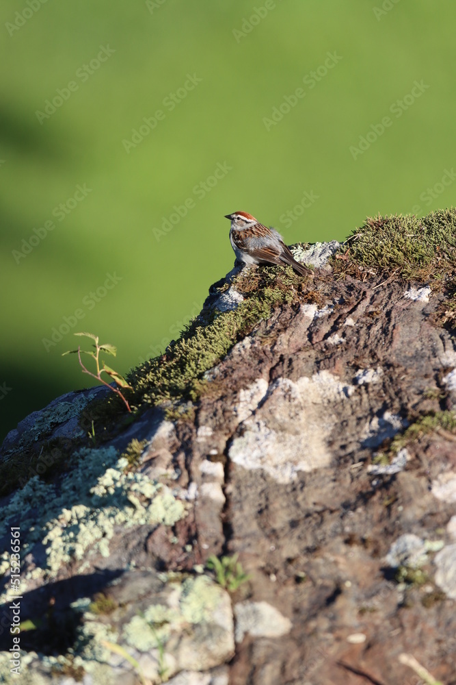A little chipping sparrow sitting on big rocks A little chipping sparrow sitting on big rocks