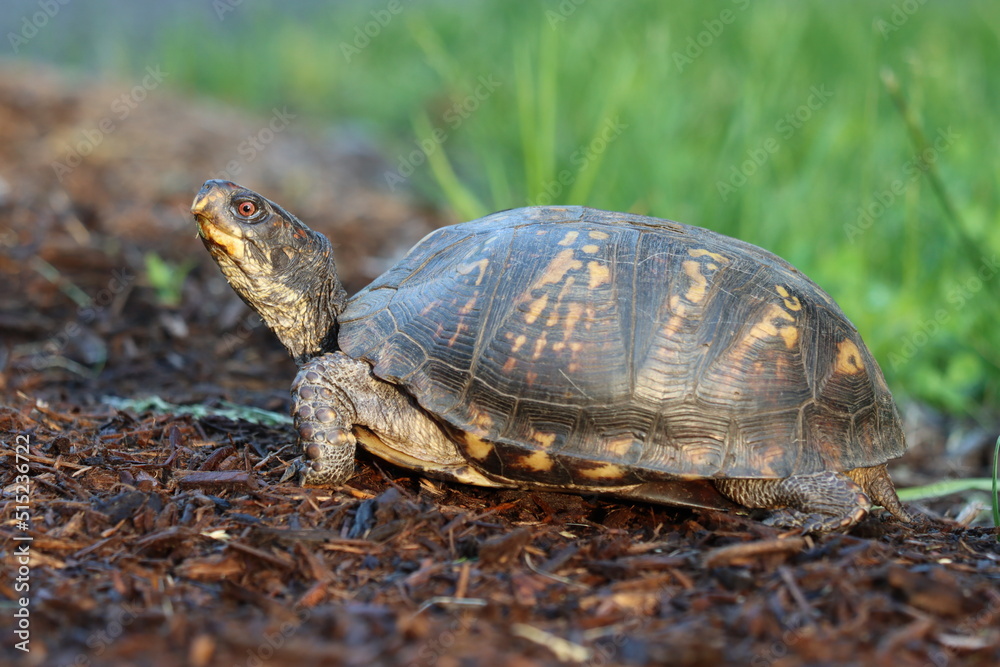 Fototapeta premium A common box turtle out for an evening stroll in Northern Westchester County, New York
