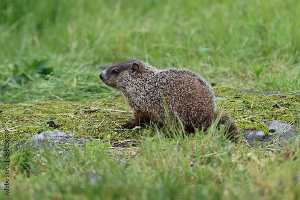A young woodchuck exploring its environment A young woodchuck exploring its environment