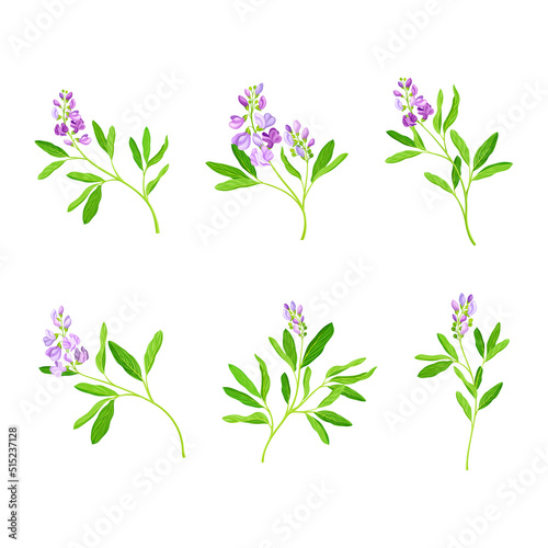 Blooming alfalfa plant set. Medicago sativa or lucerne twigs with flowers and leaves, ayurvedic medical herb vector illustration