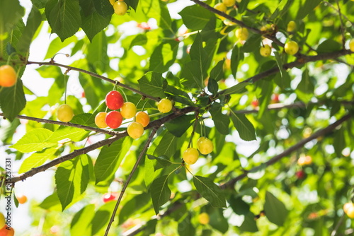 Unripe yellow and red cherries ripen on the tree in summer, shal