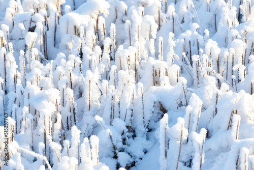 Closeup of white snow covered forest landscape on a winter day. Frosty garden ground preserved in snow. Twigs on the woods floor covered in thick  icy frost. Details of a snow blanket over rural land