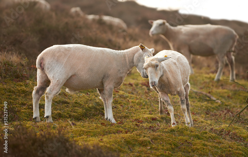 A flock of sheep in a meadow on lush farmland. Shaved sheared wooly sheep eating grass on a field. Wild livestock grazing in Rebild National Park, Denmark. Free range organic mutton and lamb