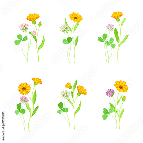 Clover and calendula flowers set. Blooming meadow plants. Medical, homeopathic herbs vector illustration