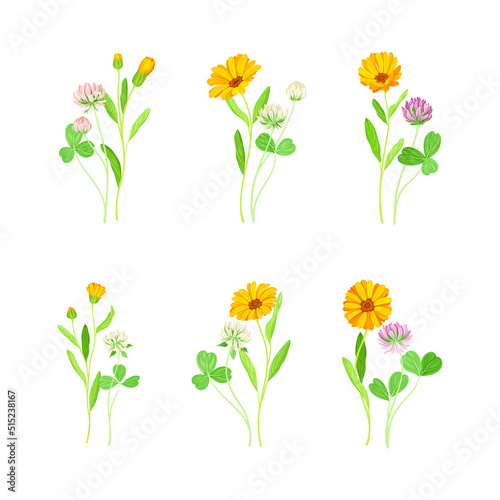 Clover and calendula flowering plants set. Medical, homeopathic herbs vector illustration