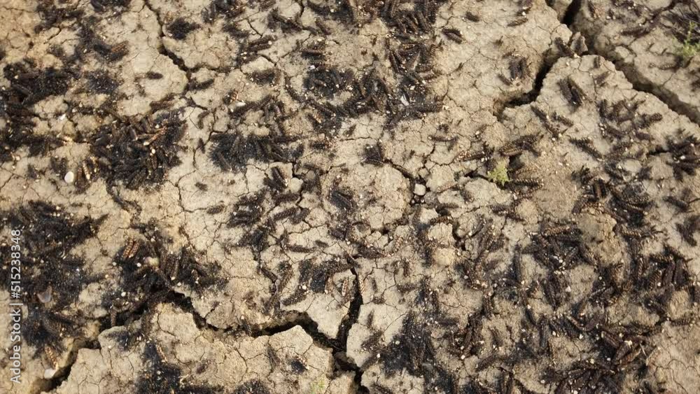Arid and dry field due to drought, wheat harvest Arid and dry field due to drought, wheat harvest