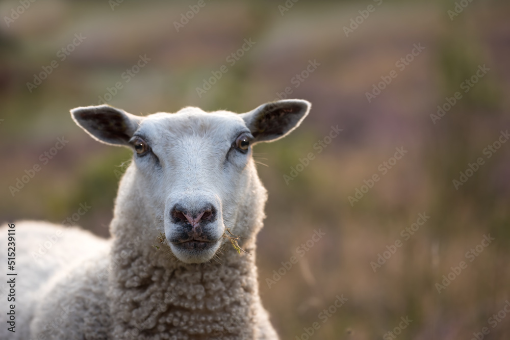 Sheep grazing in a heather meadow during sunset in Rebild National Park, Denmark. One woolly sheep walking and eating grass on a blooming field or a pastoral land. Free range mutton farm