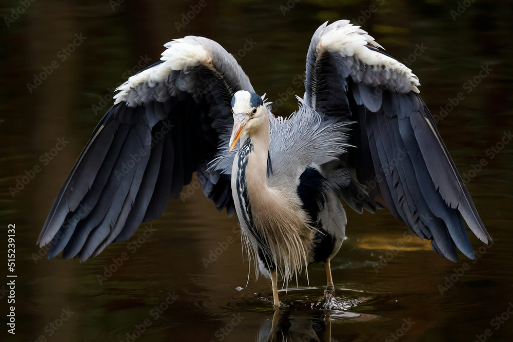Fototapeta premium Graureiher (Ardea cinerea) 