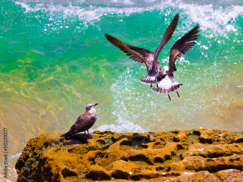 Two seagulls flying and another staring at them quitely photo