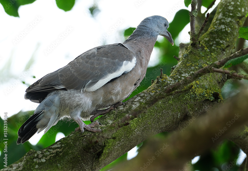 Obraz premium The common wood pigeon or common woodpigeon, also known as simply wood pigeon or woodpigeon, is a large species in the dove and pigeon family, native to the western Palearctic.