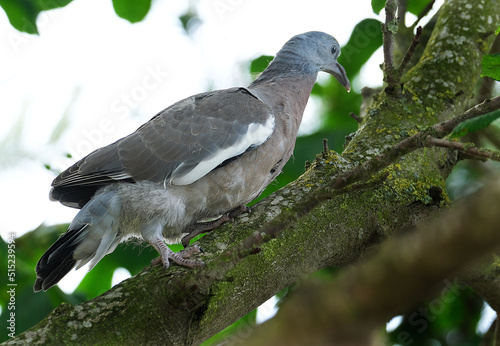 The common wood pigeon or common woodpigeon  also known as simply wood pigeon or woodpigeon  is a large species in the dove and pigeon family  native to the western Palearctic.
