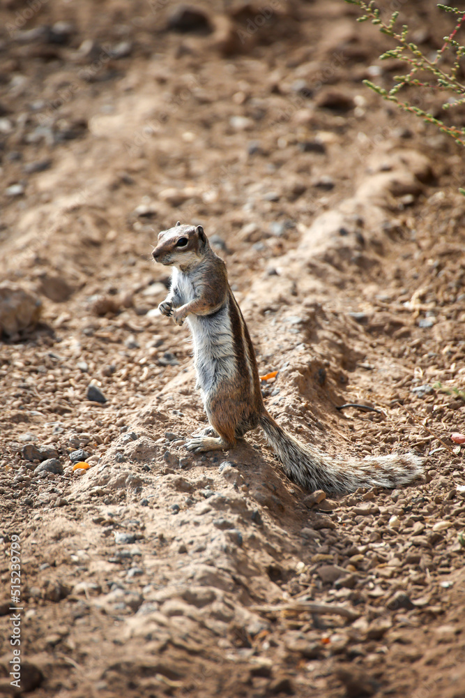 Ein Atlashörnchen oder auch afrikanisches Erdhörnchen in seinem Habitat.
