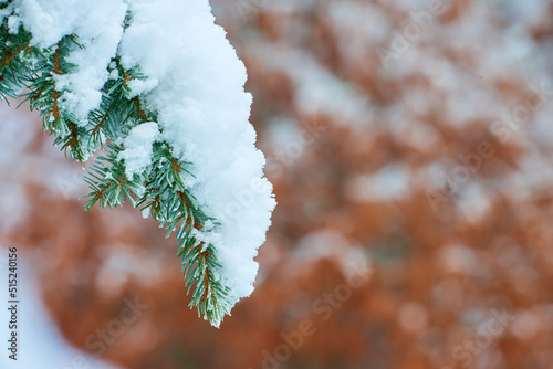 Closeup of white snow on fir tree branch outside on winter day isolated on bokeh background with copy space. Macro of frosty spruce or cedar branches in snowy weather. Snowfall in woods, green forest