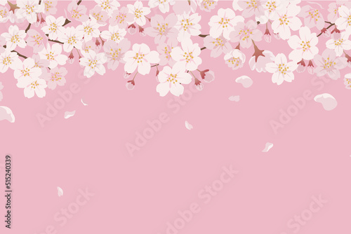 Cherry Blossom Background - 17