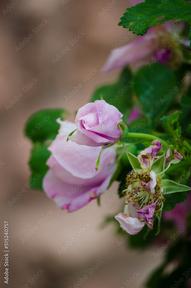 Obraz premium Pink Rosehip