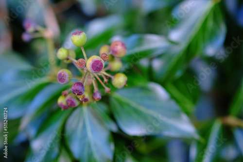 Closeup of a budding English ivy plant growing in the wild or a garden. Zoom on lush green leaves growing on a shrub or berry plant with a blurry background. Nature floral wallpaper with copyspace