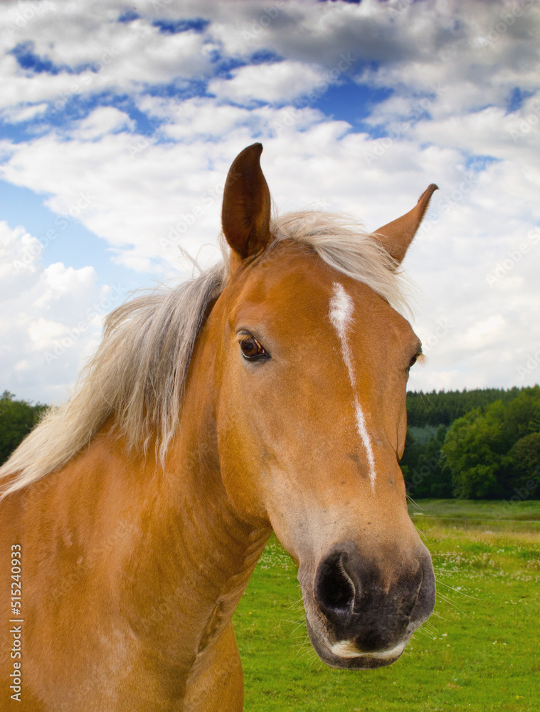 Obraz premium Portrait of a beautiful brown horse on a farm against a cloudy blue sky. Face closeup of chestnut stallion with blonde mane on green pasture on an agricultural field. Horse standing on grazing land