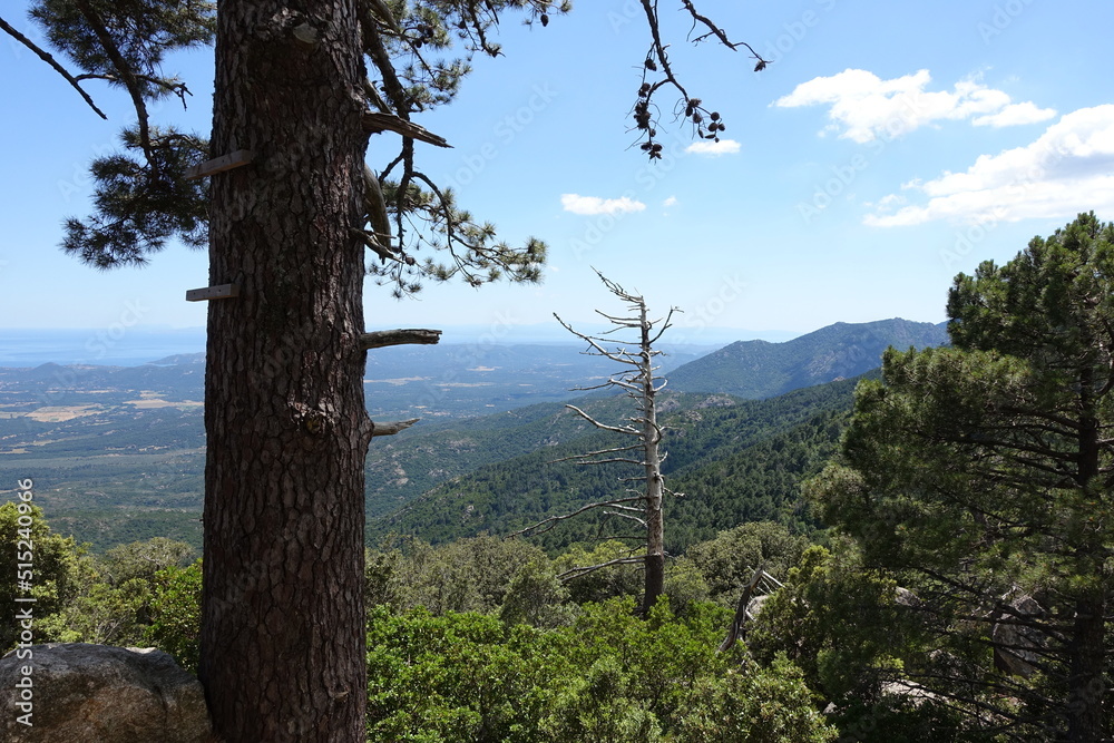 Obraz premium Foret de L´Ospedale 9