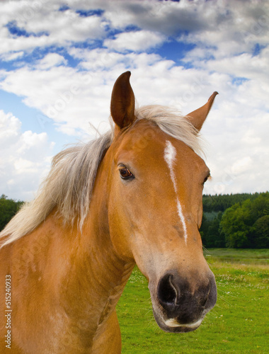 Portrait of a beautiful brown horse on a farm against a cloudy blue sky. Face closeup of chestnut stallion with blonde mane on green pasture on an agricultural field. Horse standing on grazing land