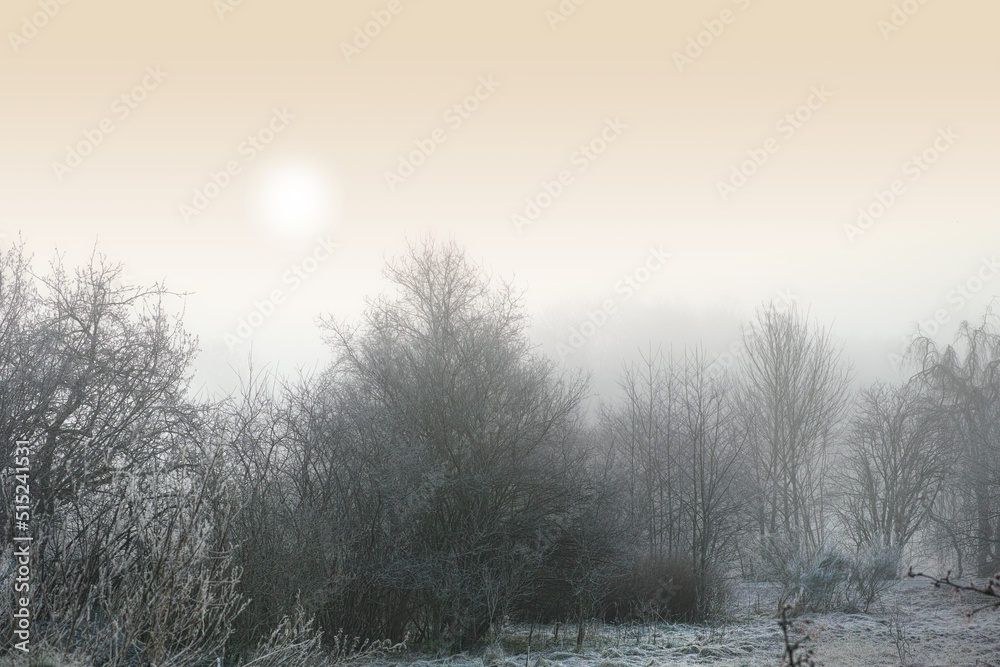 Snow covered landscape on a winter day with a misty sky background and copyspace. Frost covering tall trees in a forest or field. Green branches on icy remote farm land at sunrise with copy space Snow covered landscape on a winter day with a misty sky background and copyspace. Frost covering tall trees in a forest or field. Green branches on icy remote farm land at sunrise with copy space