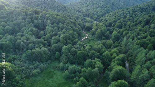 Forest in the Navarrese Pyrenees. Roncesvalles