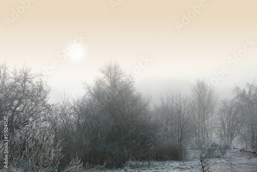 Snow covered landscape on a winter day with a misty sky background and copyspace. Frost covering tall trees in a forest or field. Green branches on icy remote farm land at sunrise with copy space