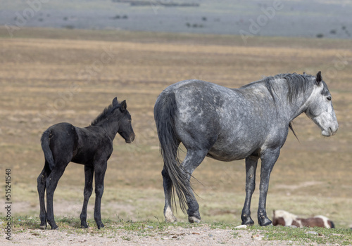 Wild Horse Mare and Foal in the Utah Desert in Spring