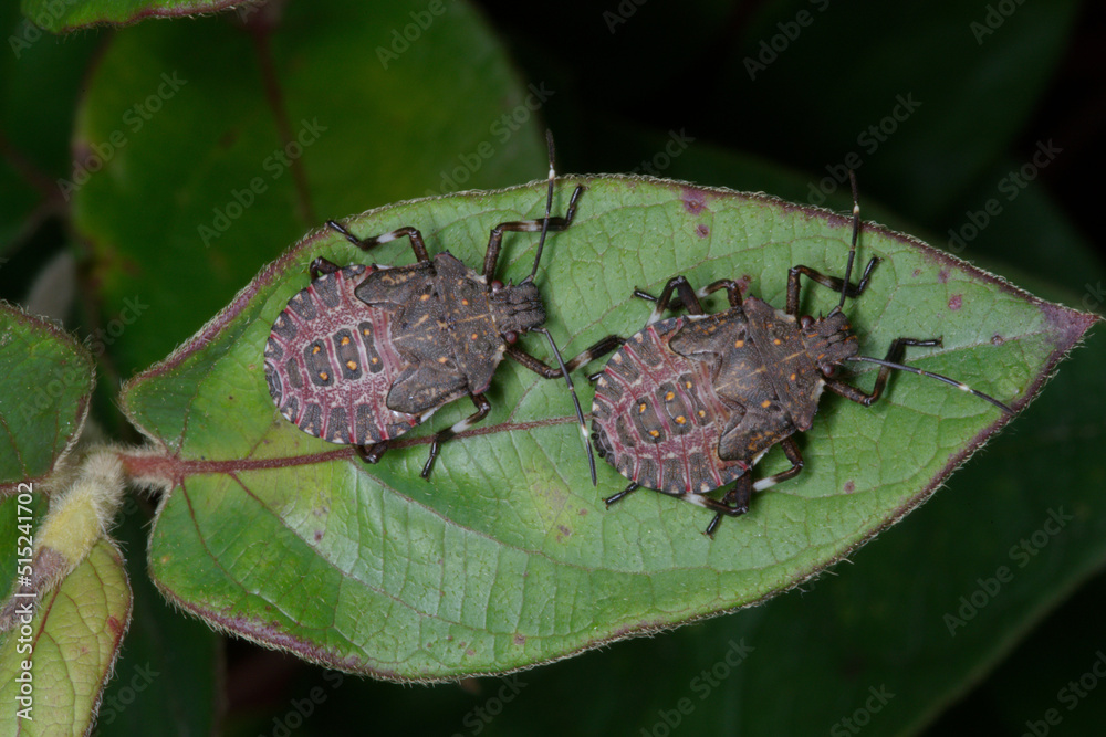Larves agées de punaise diabolique (Halyomorpha halys) sur le feuillage — free download