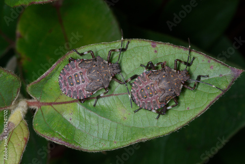 Larves agées de punaise diabolique (Halyomorpha halys)  sur le feuillage d'un chèvrefeuille en automne