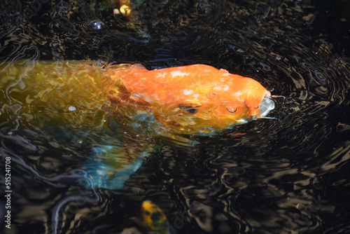 Orange Koi Fish Swimming With Its Mouth Open © dejavudesigns