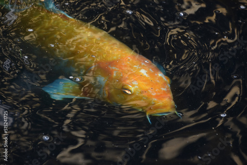 Orange Koi Carp Swimming in the Water