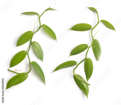 Fototapeta Naklejka Na Ścianę i Meble -  foliage of vanilla orchid flowering plant, also known as flat leaved vanilla, plant from which vanilla spice is obtained or derived, commercially important vine, both sides of climbing plant isolated