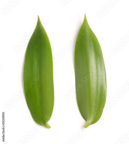 leaves of vanilla orchid flowering plant, also known as flat leaved vanilla, plant from which the vanilla spice is obtained or derived,  collection, isolated on white background