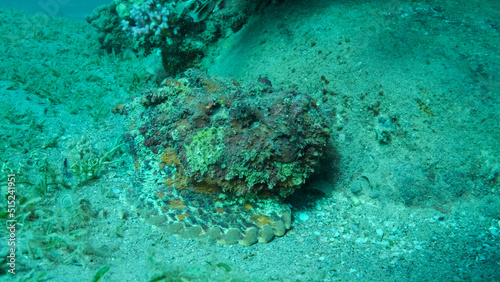 Close-up of the Stonefish lies on sandy bottom covered with green seagrass. Reef Stonefish  Synanceia verrucosa  Red sea  Egypt