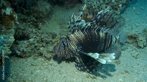 Common Lionfish or Red Lionfish   Pterois volitans  swim near coral reef. Red sea  Egypt