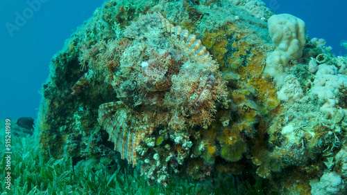 Scorpion fish lie on the reef. Bearded Scorpionfish (Scorpaenopsis barbata).Red sea, Egypt