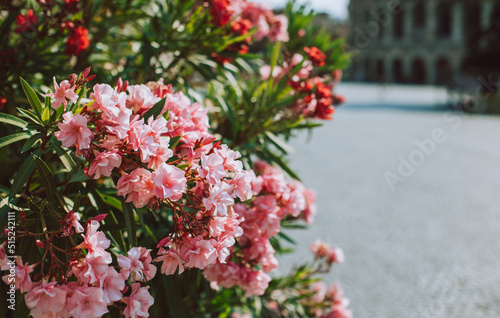 Beautiful pink oleander flowers on a summer street.