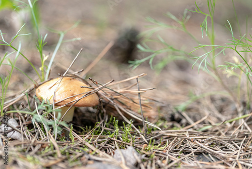 Edible mushrooms with excellent taste, suillus granulatus photo